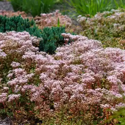Foto von Weißer Mauerpfeffer 'Murale' (Sedum album 'Murale')
