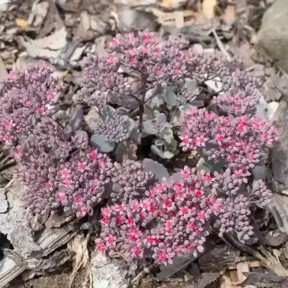 Foto von Japanische Fetthenne (Sedum cauticola)