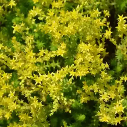 Foto von Fettblatt 'Weihenstephaner Gold'  (Sedum floriferum 'Weihenstephaner Gold')