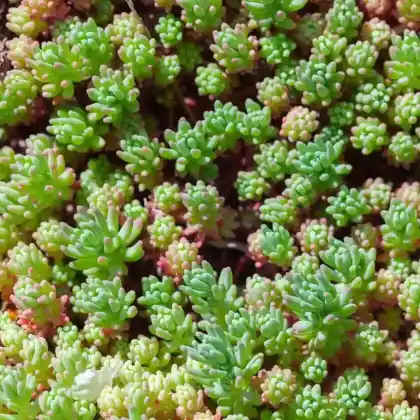 Foto von Spanischer Mauerpfeffer (Sedum hispanicum)