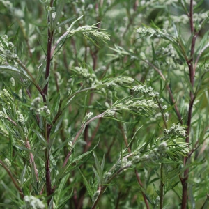 Artemisia vulgaris