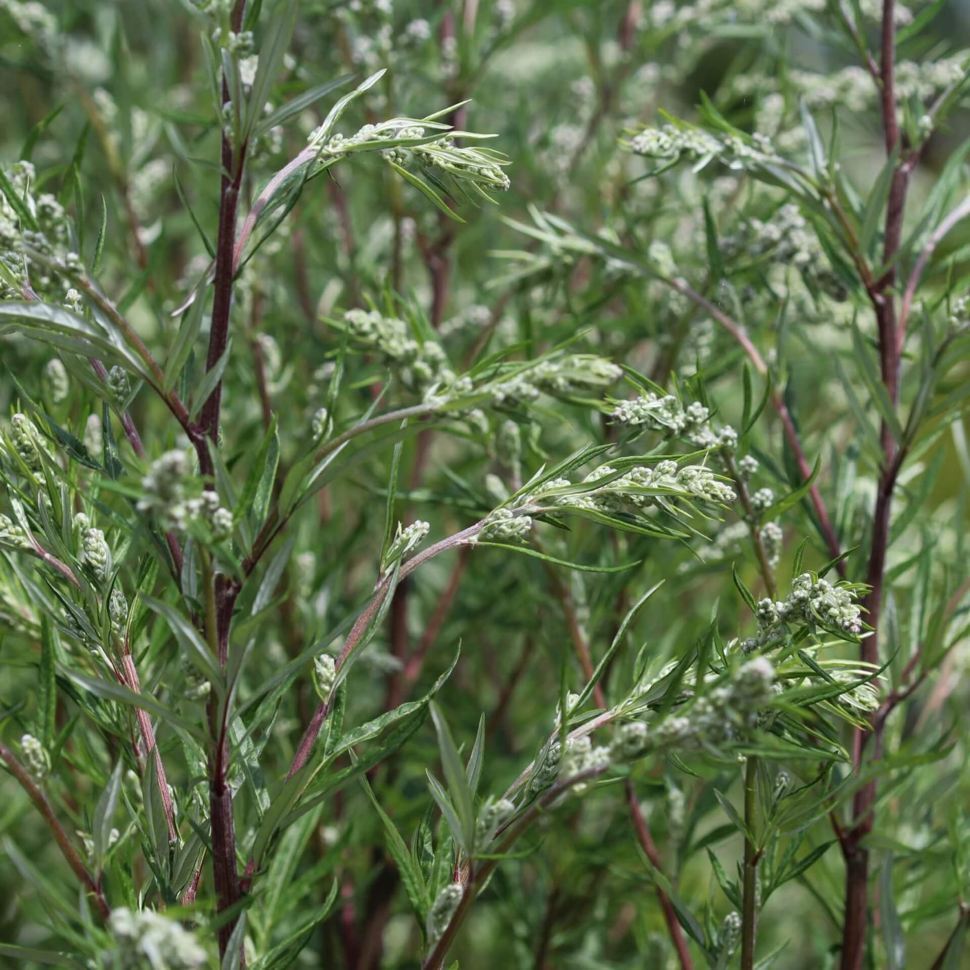 Gewöhnlicher Beifuß (Artemisia vulgaris)