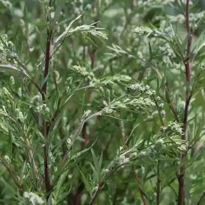 Foto von Gewöhnlicher Beifuß (Artemisia vulgaris)