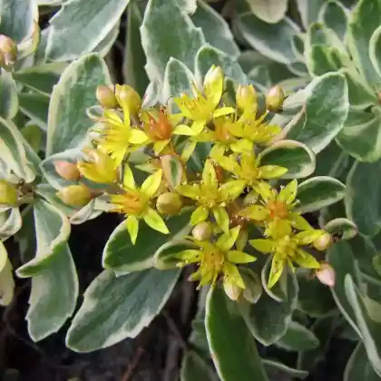 Foto von Kamtschatkafetthenne 'Variegatum' (Sedum kamtschaticum 'Variegatum')