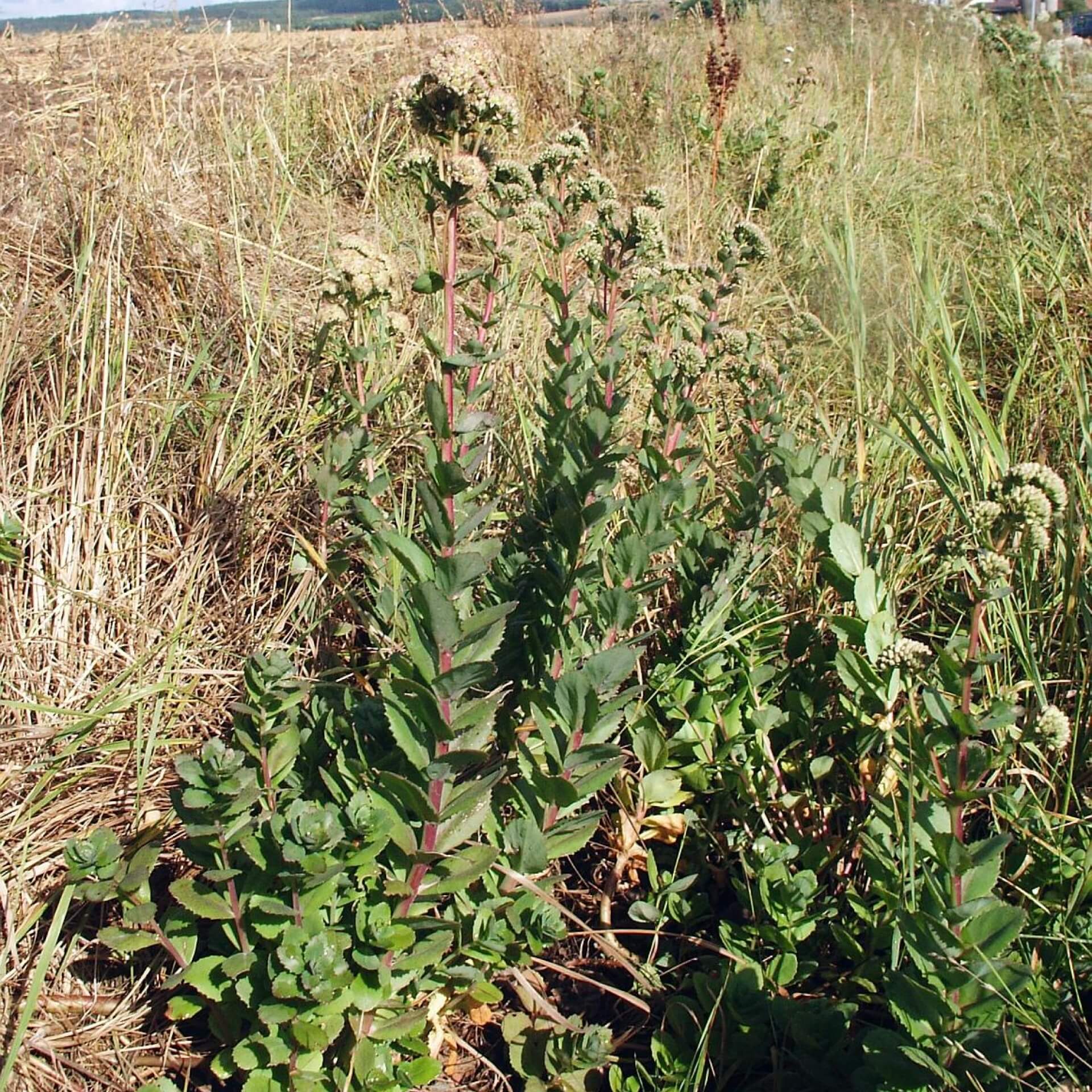 Große Fetthenne (Sedum maximum)