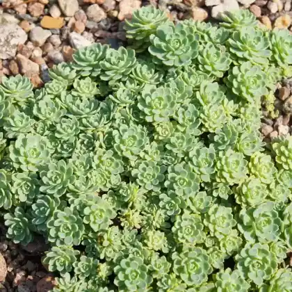 Foto von Dickrosettiges Fettblatt (Sedum pachyclados)