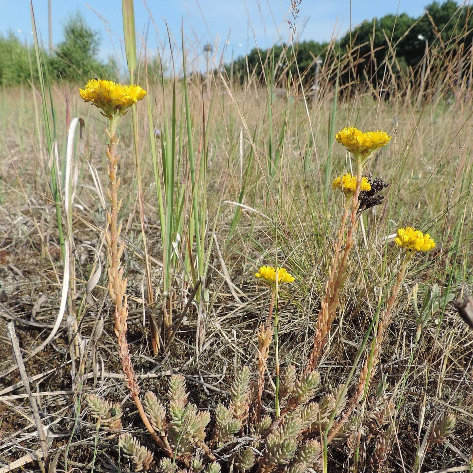 Felsen-Fetthenne (Sedum reflexum)