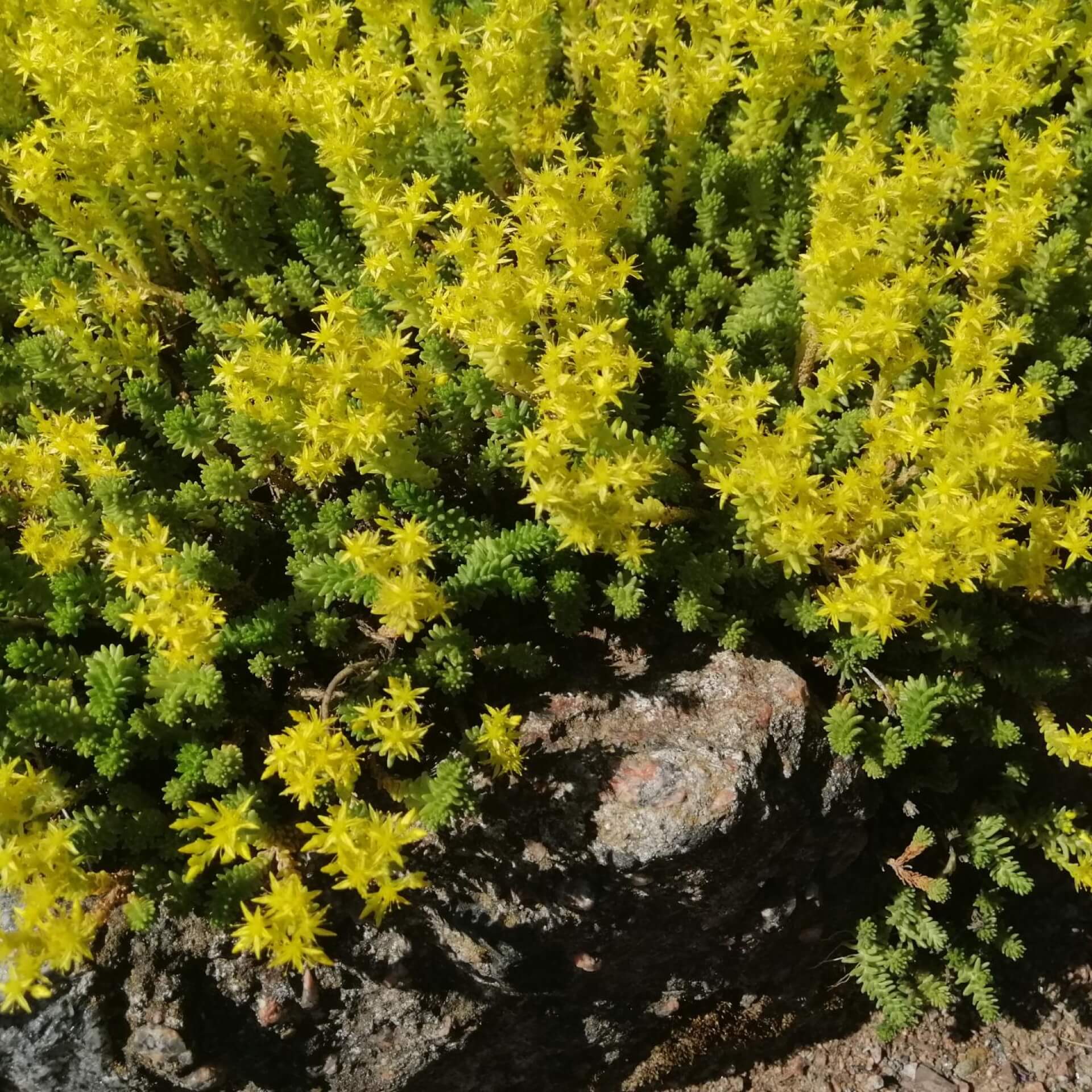 Milder Mauerpfeffer (Sedum sexangulare)