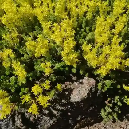 Foto von Milder Mauerpfeffer (Sedum sexangulare)