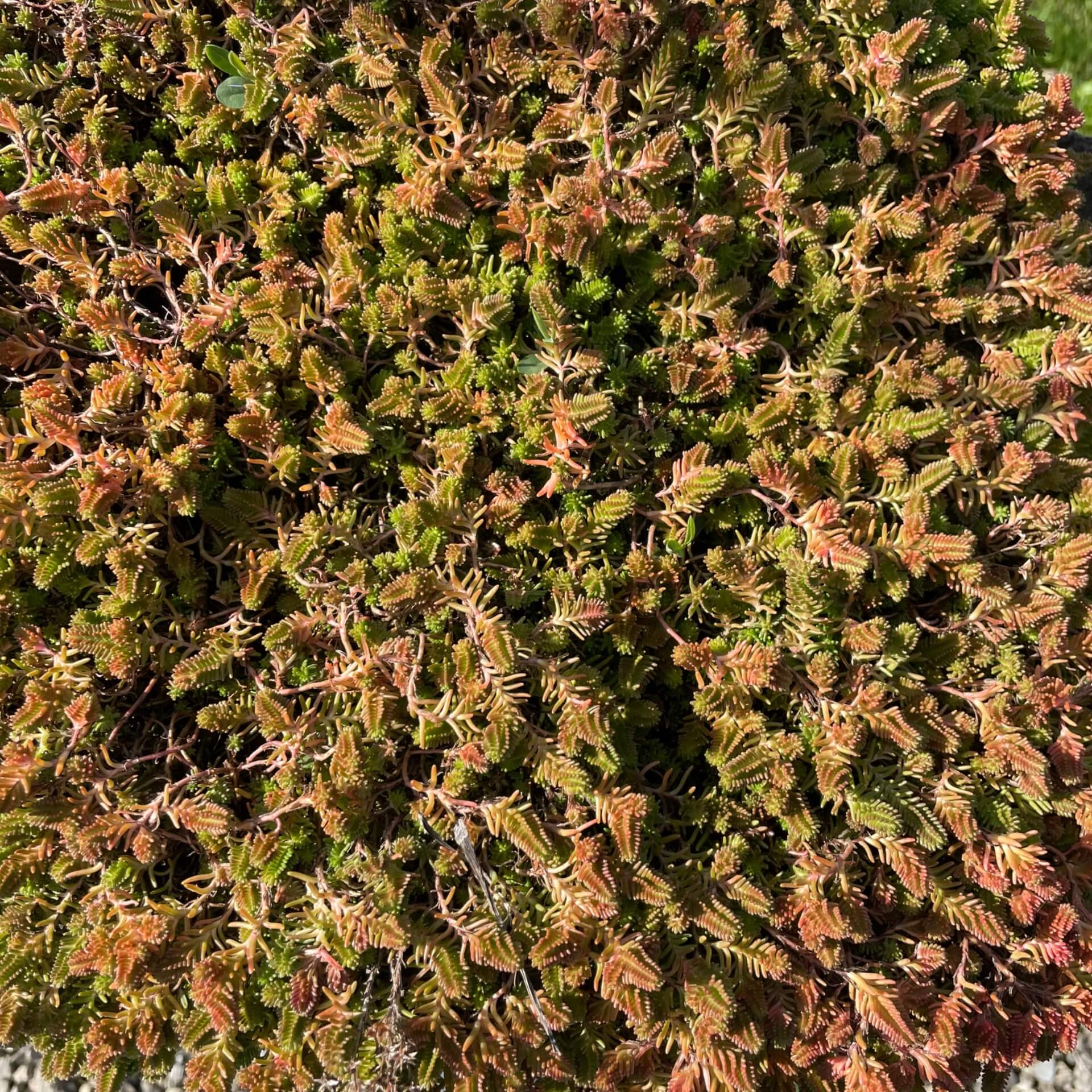 Milder Mauerpfeffer 'Weiße Tatra' (Sedum sexangulare 'Weiße Tatra')