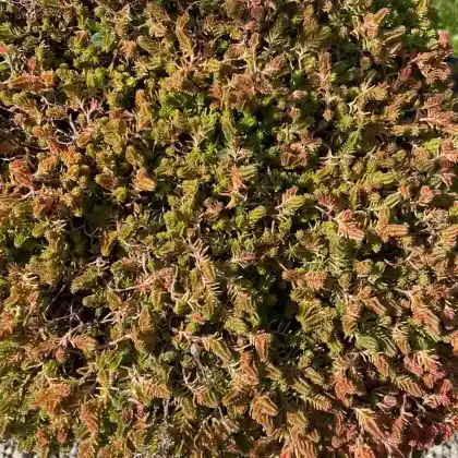 Foto von Milder Mauerpfeffer 'Weiße Tatra' (Sedum sexangulare 'Weiße Tatra')