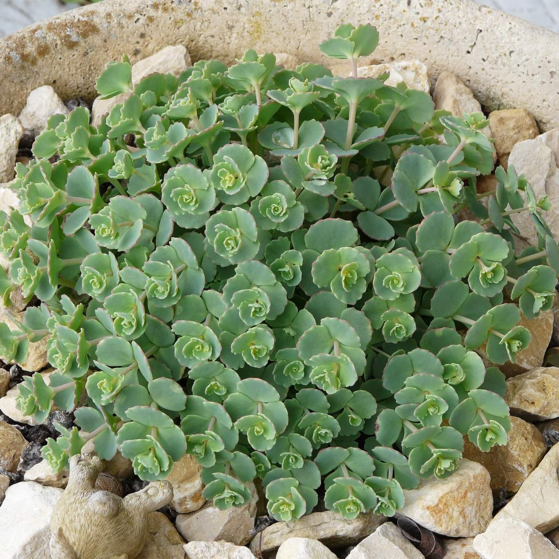 Siebold-Fetthenne (Sedum sieboldii)