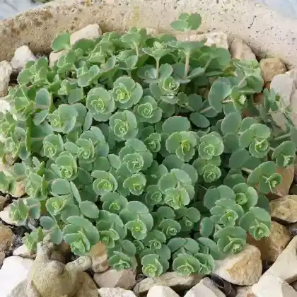 Foto von Siebold-Fetthenne (Sedum sieboldii)