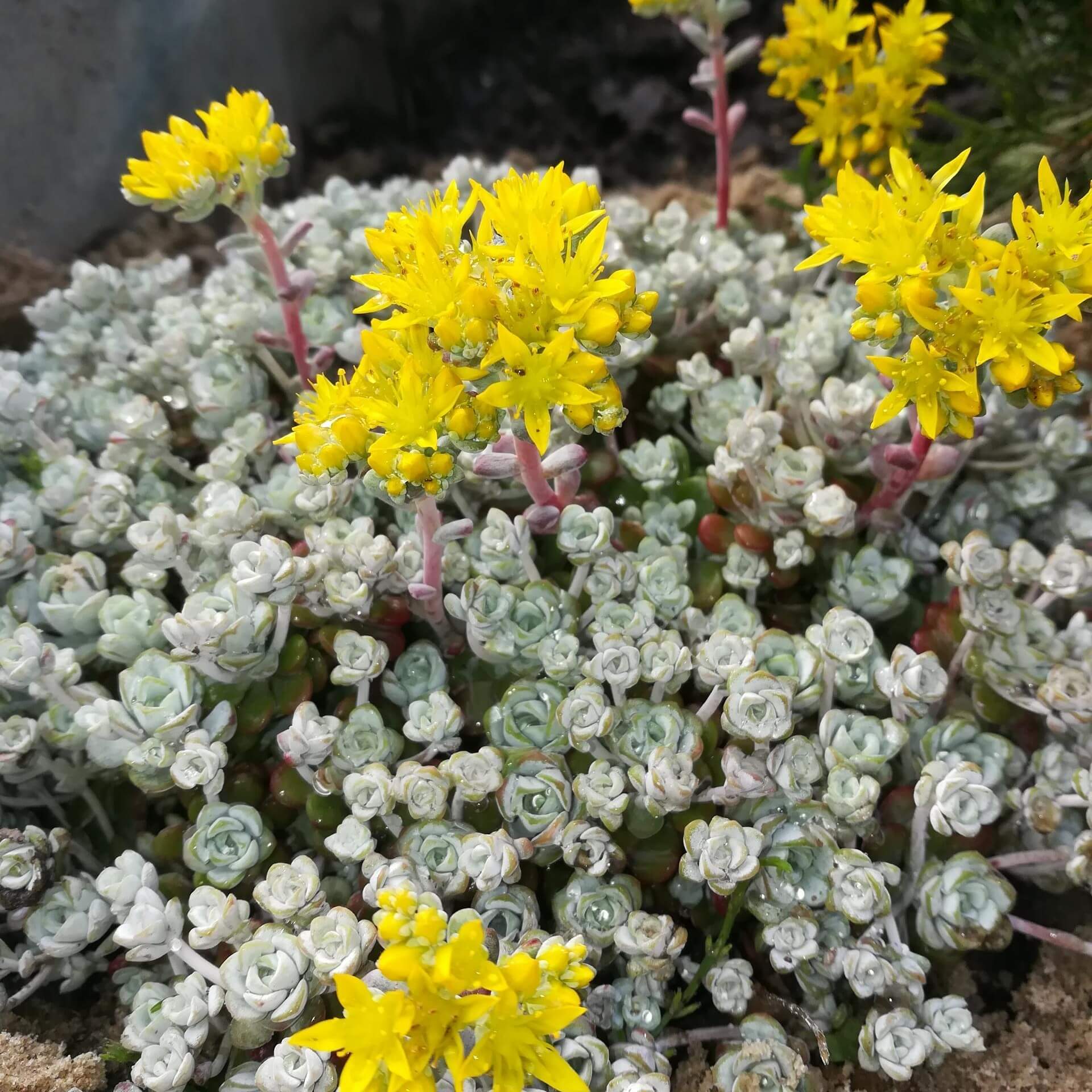 Silberspatel-Fettblatt 'Cape Blanco' (Sedum spathulifolium 'Cape Blanco')