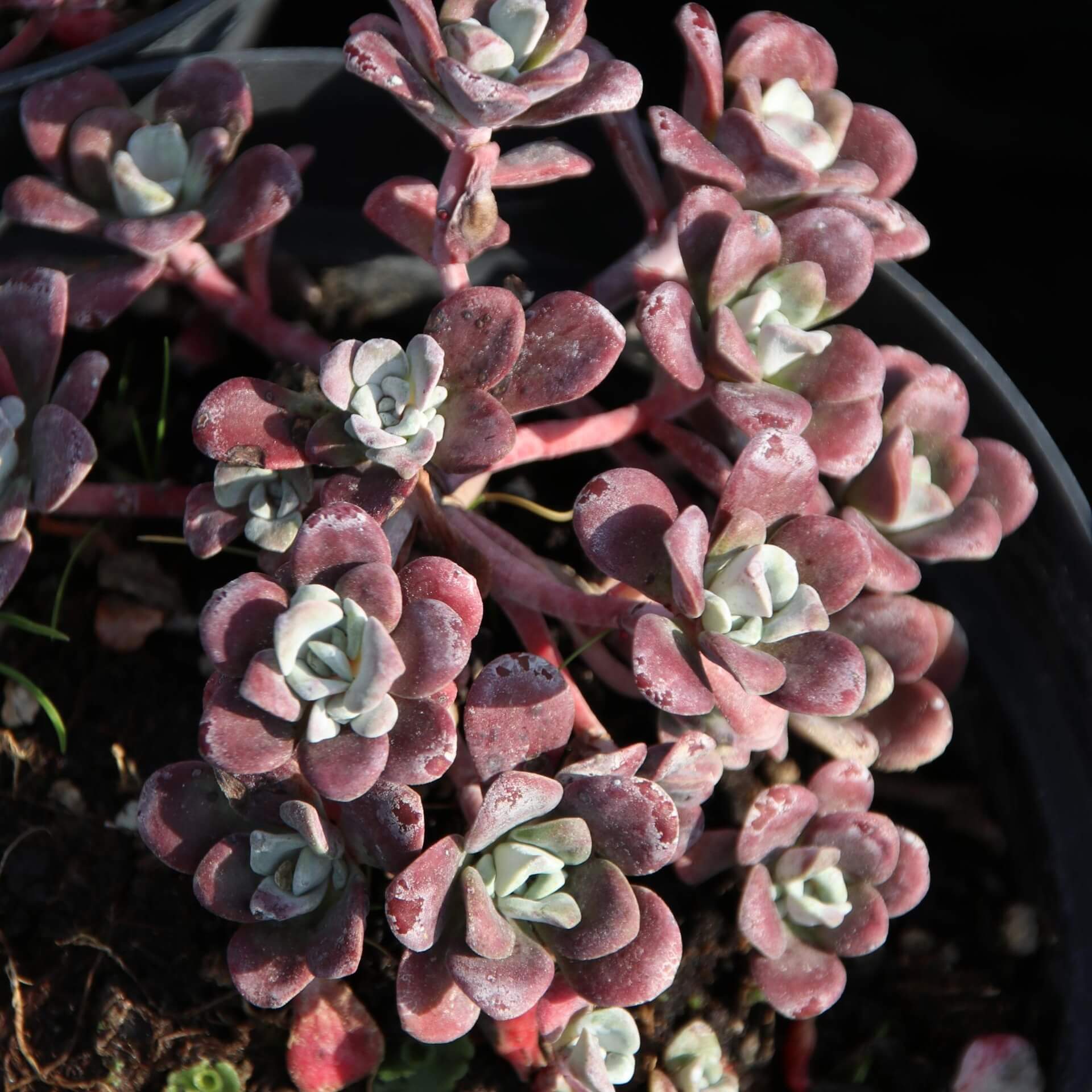  Spatelblättriges Fettblatt 'Purpureum' (Sedum spathulifolium 'Purpureum')
