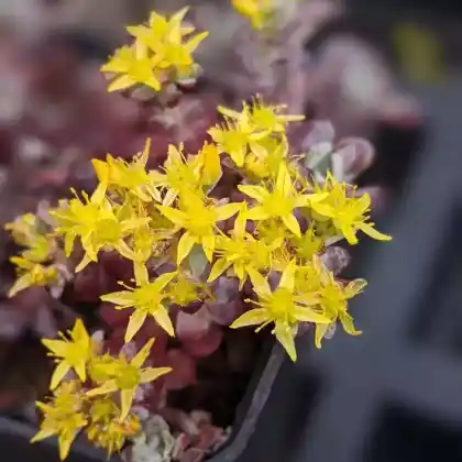 Foto von Spatelblättriges Fettblatt 'Purpureum' (Sedum spathulifolium 'Purpureum')