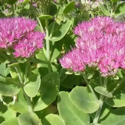 Foto von Prächtige Fetthenne (Sedum spectabile)