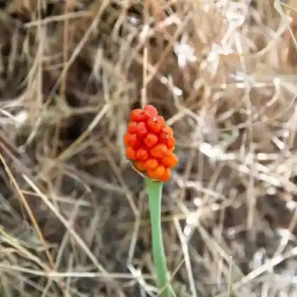 Foto von Italienischer Aronstab (Arum italicum)