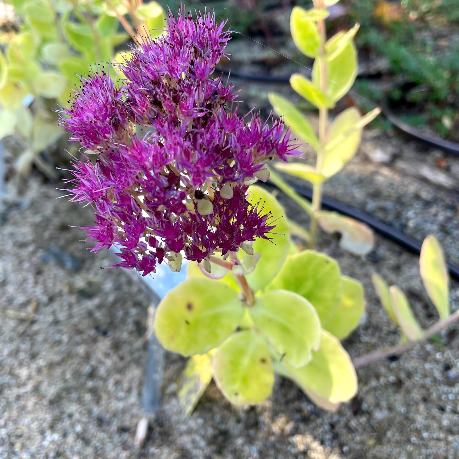 Prächtige Fetthenne 'Brillant' (Sedum spectabile 'Brillant')