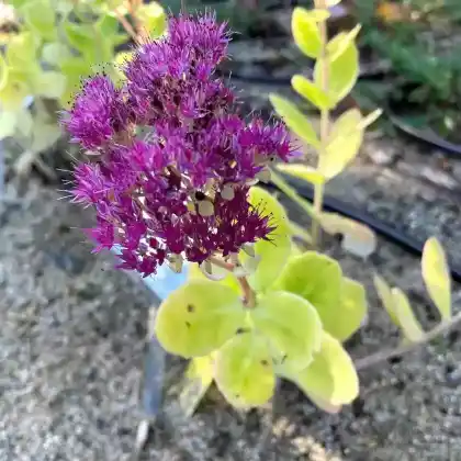 Foto von Prächtige Fetthenne 'Brillant' (Sedum spectabile 'Brillant')