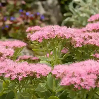 Foto von Prächtige Fetthenne 'Carmen' (Sedum spectabile 'Carmen')
