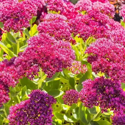 Foto von Prächtige Fetthenne 'Meteor' (Sedum spectabile 'Meteor')