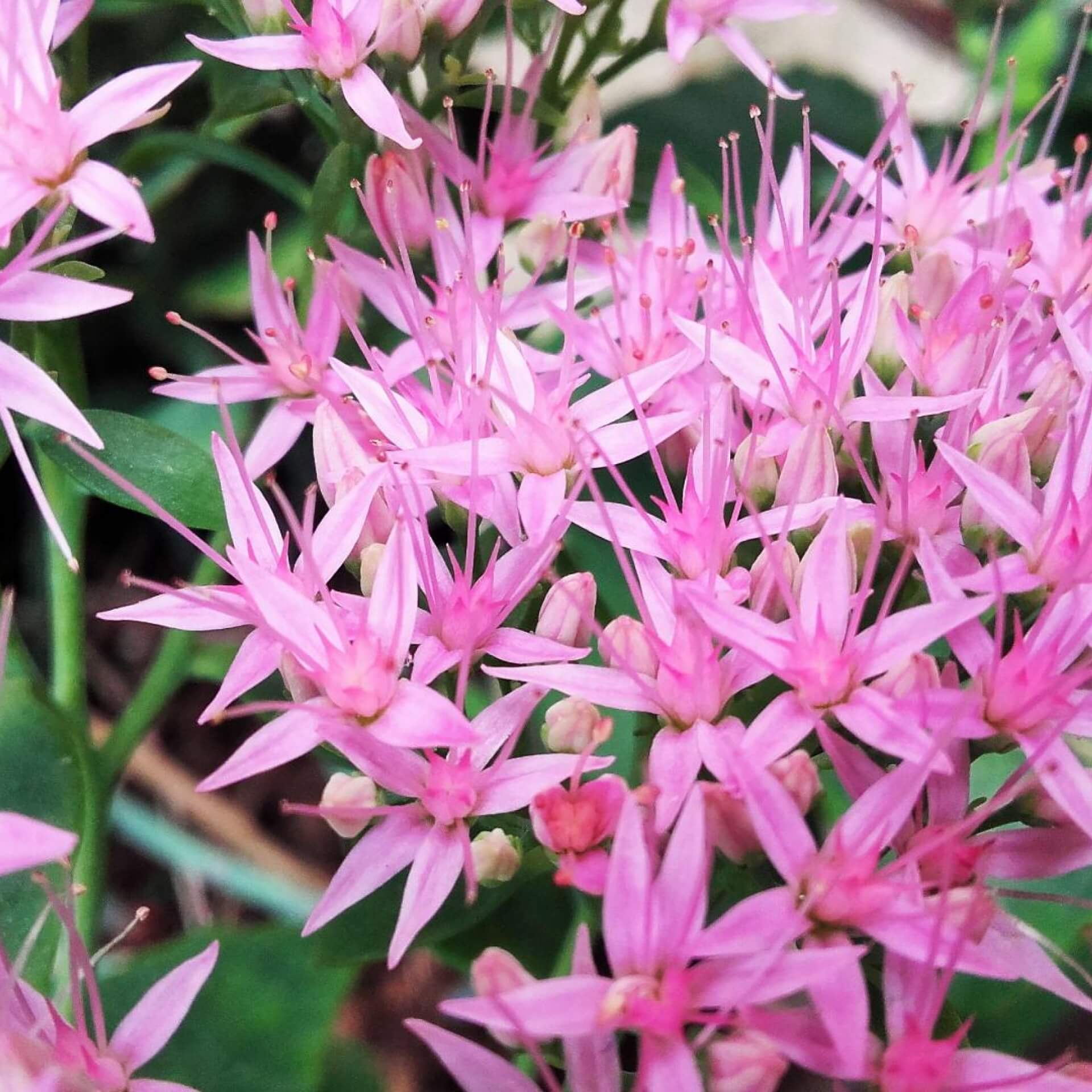 Prächtige Fetthenne 'Rosenteller' (Sedum spectabile 'Rosenteller')