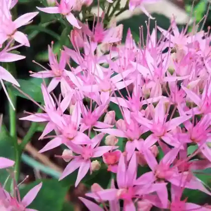 Foto von Prächtige Fetthenne 'Rosenteller' (Sedum spectabile 'Rosenteller')