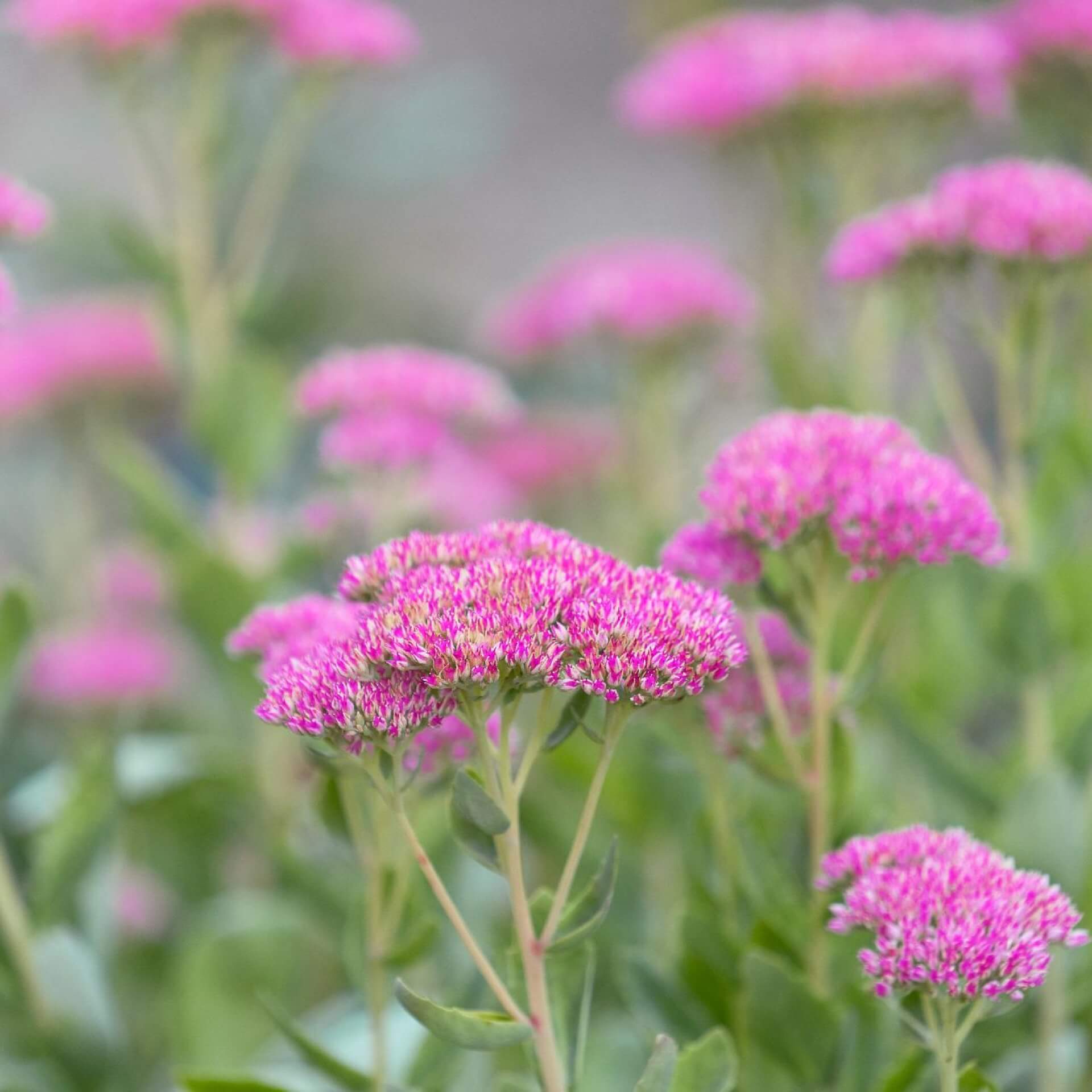 Prächtige Fetthenne 'Septemberglut' (Sedum spectabile 'Septemberglut')