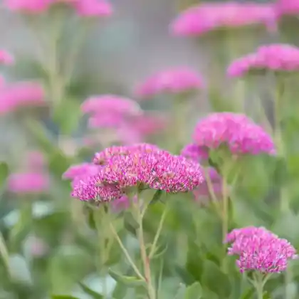 Foto von Prächtige Fetthenne 'Septemberglut' (Sedum spectabile 'Septemberglut')