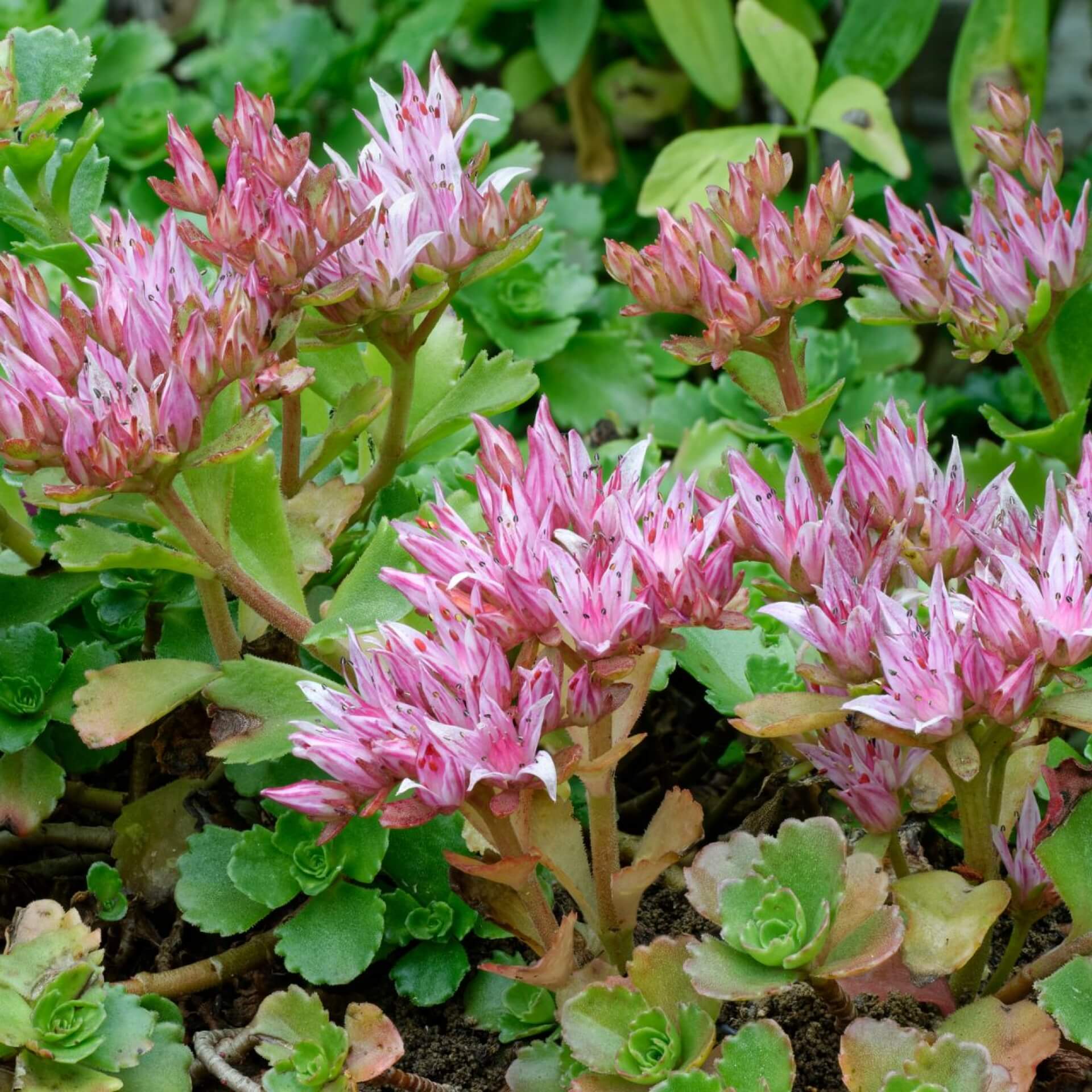 Kaukasus-Asienfetthenne (Sedum spurium)