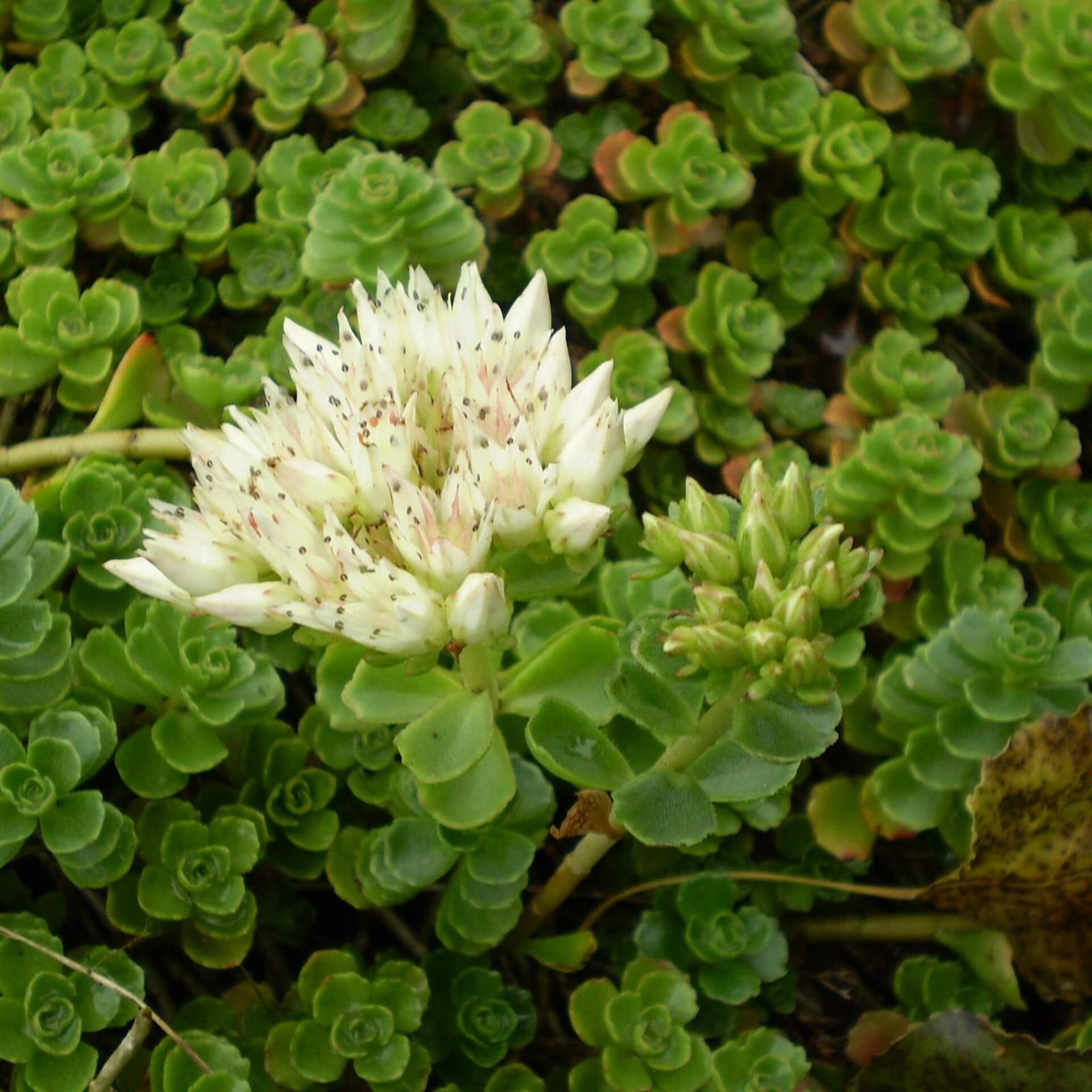 Kaukasus-Asienfetthenne 'Album Superbum' (Sedum spurium 'Album Superbum')