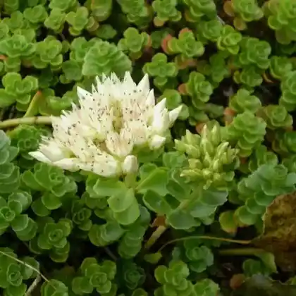 Foto von Kaukasus-Asienfetthenne 'Album Superbum' (Sedum spurium 'Album Superbum')