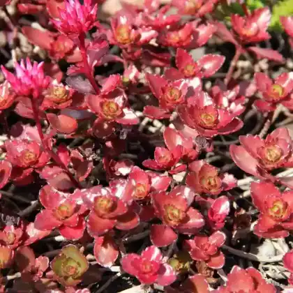Foto von Kaukasus-Asienfetthenne 'Fuldaglut' (Sedum spurium 'Fuldaglut')