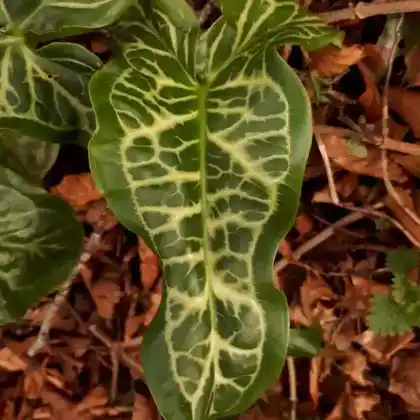 Foto von Geaderter Aronstab 'Pictum' (Arum italicum 'Pictum')