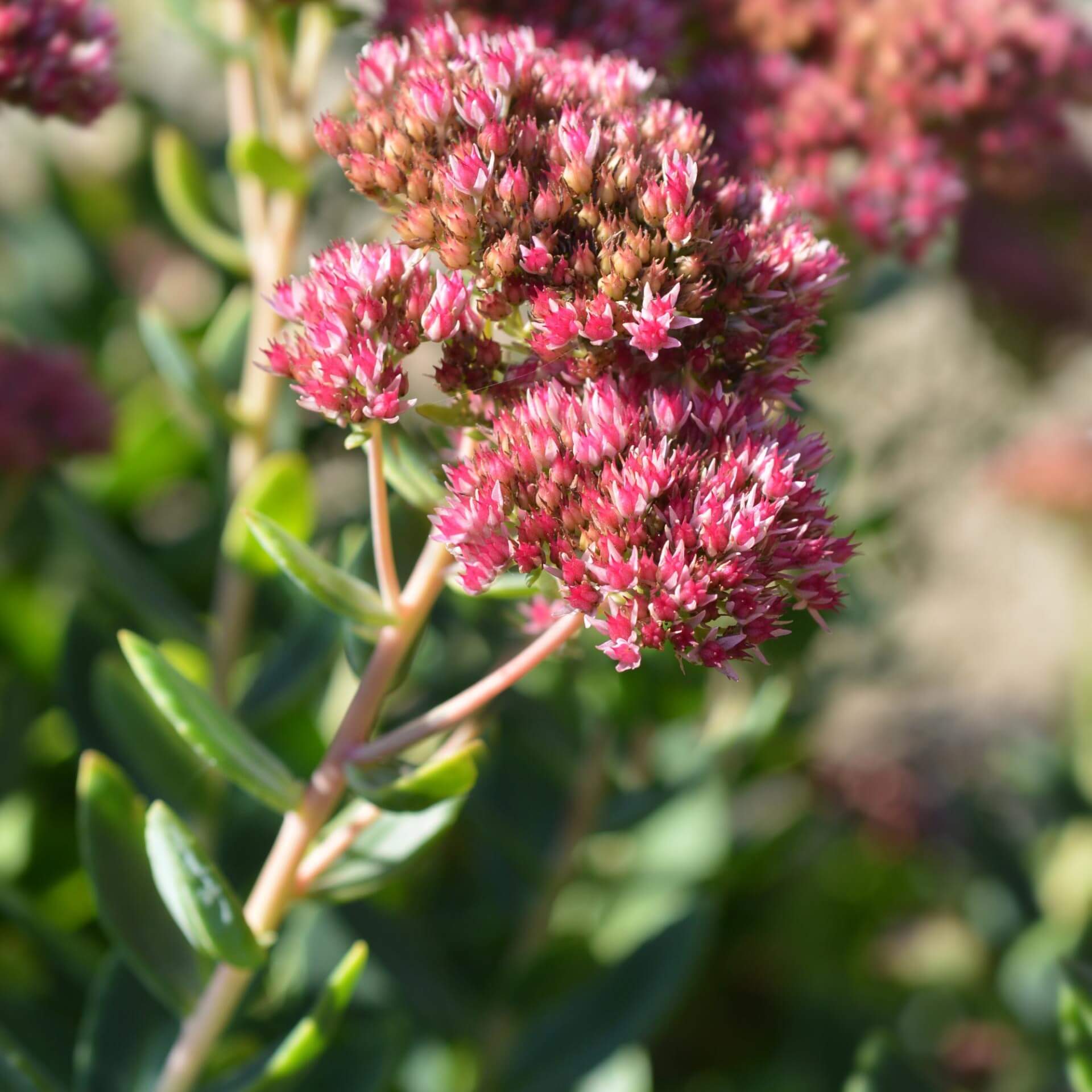 Kaukasus-Asienfetthenne 'Schorbuser Blut' (Sedum spurium 'Schorbuser Blut')