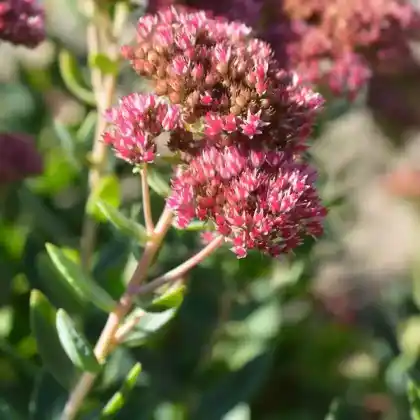 Foto von Kaukasus-Asienfetthenne 'Schorbuser Blut' (Sedum spurium 'Schorbuser Blut')