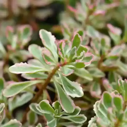 Foto von Kaukasus-Asienfetthenne 'Tricolor' (Sedum spurium 'Tricolor')