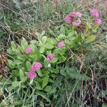 Foto von Purpur-Fetthenne (Sedum telephium)