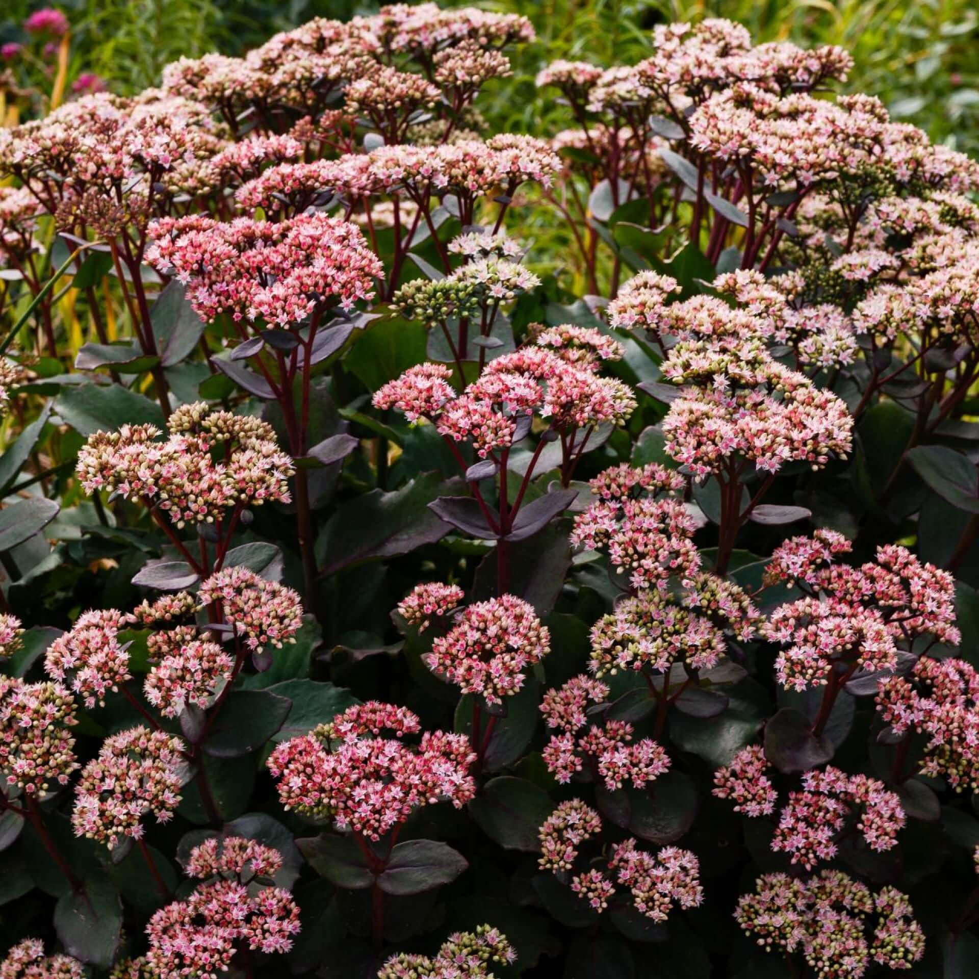 Purpur-Fetthenne 'Herbstfreude' (Sedum telephium 'Herbstfreude')