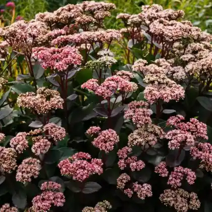 Foto von Purpur-Fetthenne 'Herbstfreude' (Sedum telephium 'Herbstfreude')