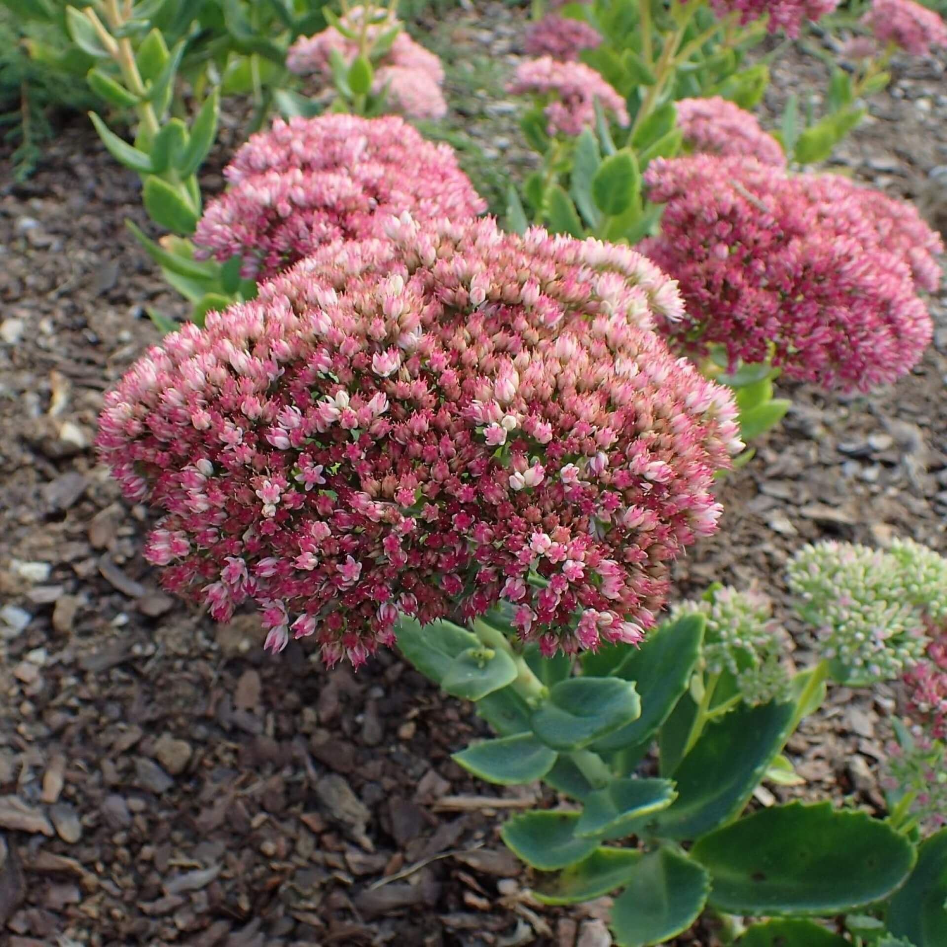 Purpur-Fetthenne 'Indian Chief' (Sedum telephium 'Indian Chief')