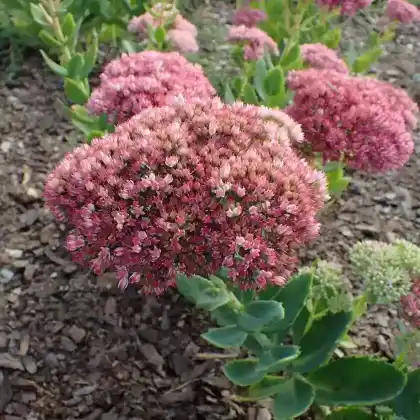 Foto von Purpur-Fetthenne 'Indian Chief' (Sedum telephium 'Indian Chief')