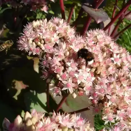 Foto von Purpur-Fetthenne 'Matrona' (Sedum telephium 'Matrona')