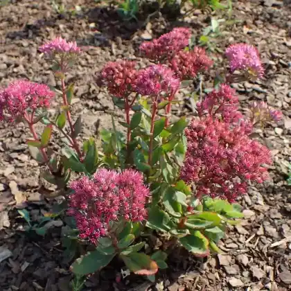 Foto von Purpur-Fetthenne 'Munstead Red' (Sedum telephium 'Munstead Red')