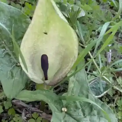 Foto von Gefleckter Aronstab (Arum maculatum)