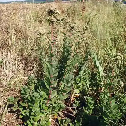 Foto von Große Fetthenne (Sedum telephium subsp. maximum)