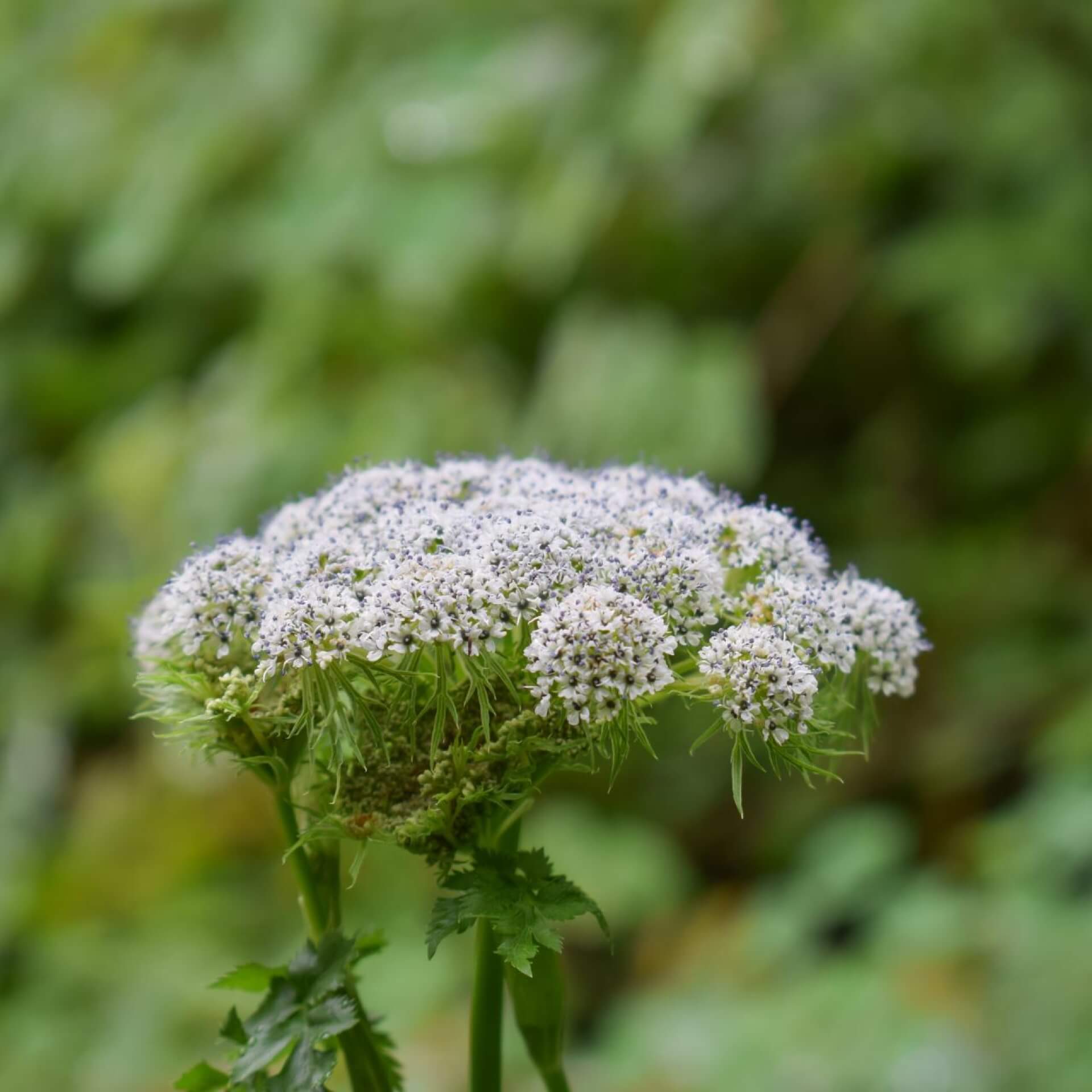 Kaschmirdolde (Selinum wallichianum)