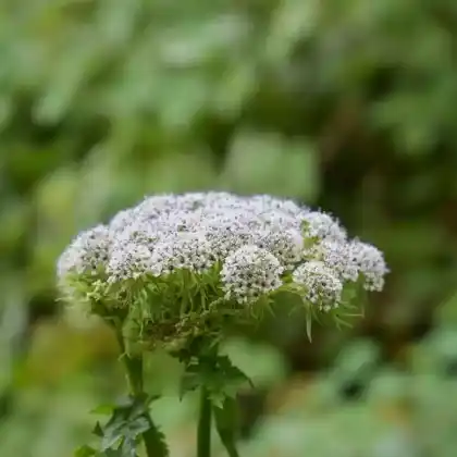 Foto von Kaschmirdolde (Selinum wallichianum)