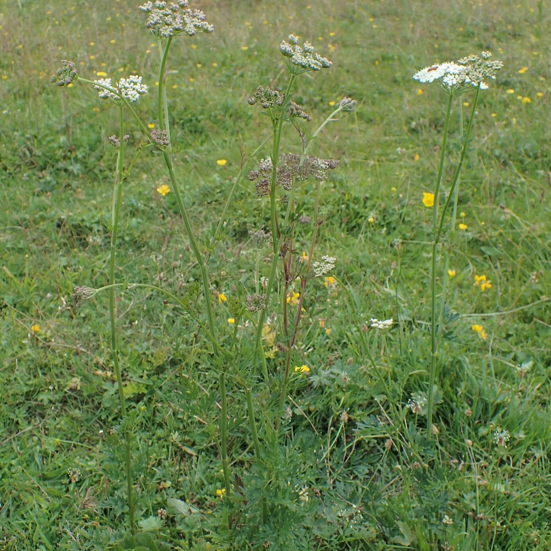 Kümmel-Silge (Selinum carvifolia)